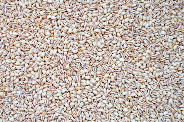 Barley grain for background Close up