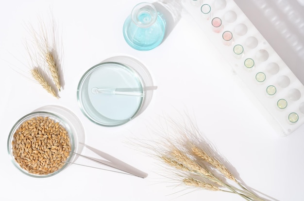 Barley grain and barley ears on a laboratory table testing of\
grain quality and pesticides trace grains in a scientific\
laboratory petri dish with chemical substance top view