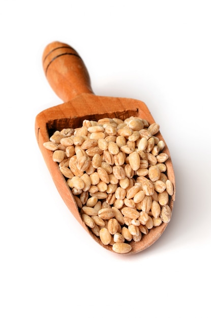 Barley grain seeds