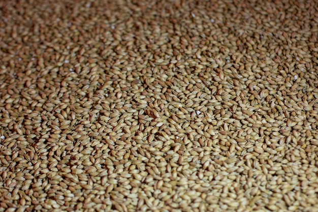 Photo barley grains in storage grain background grain mass texture