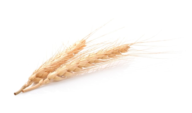 白い背景の上の大麦粒