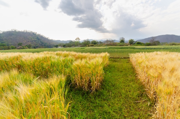 Barley growth in farm country side