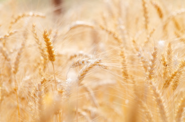北タイでの圃場転換試験での大麦、米の黄金色、穂大麦、穀物乾燥