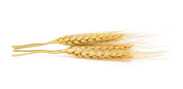 Barley seed  