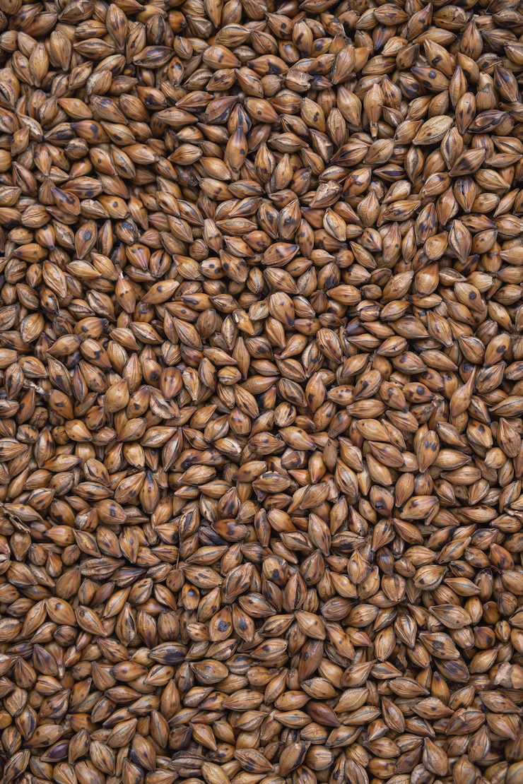 Photo barley tea