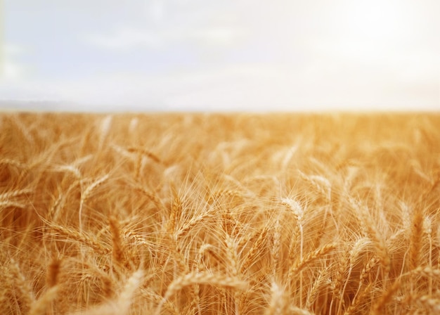 Fondo del campo di frumento dell'orzo