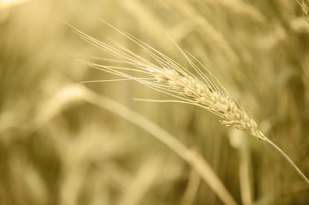 Barley wheat field nature background