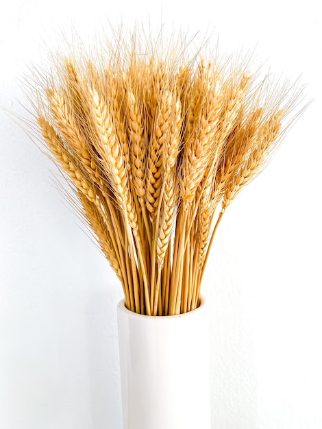 Barley wheat in the glasses vase for home decoration