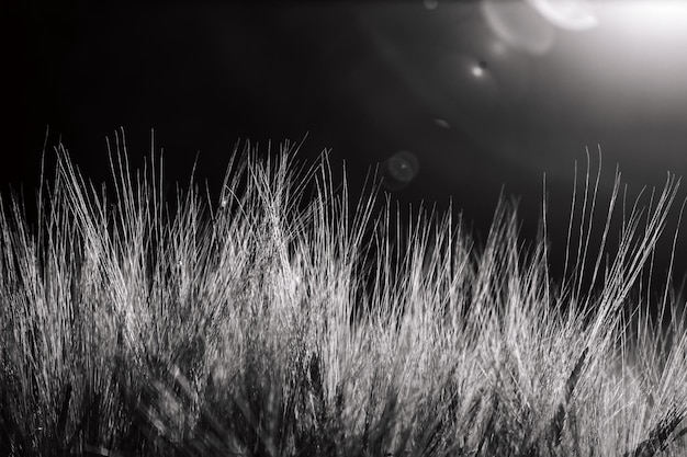 Barley with black background in the evening sunlight