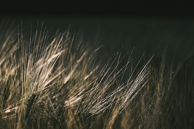 Barley with black background in the evening sunlight