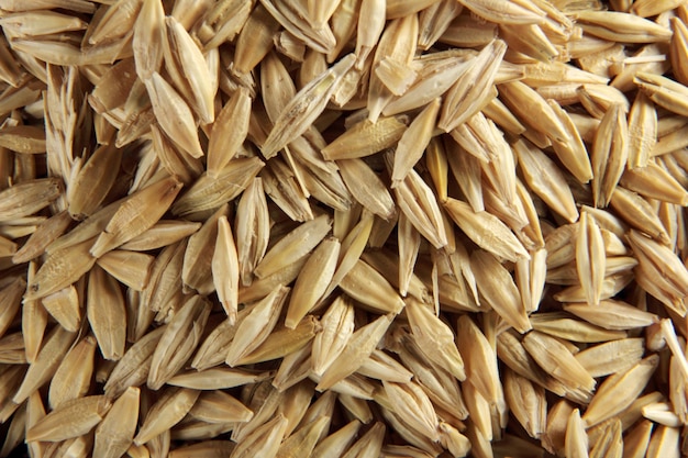 Barley