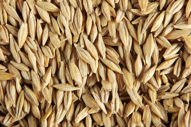 Barley