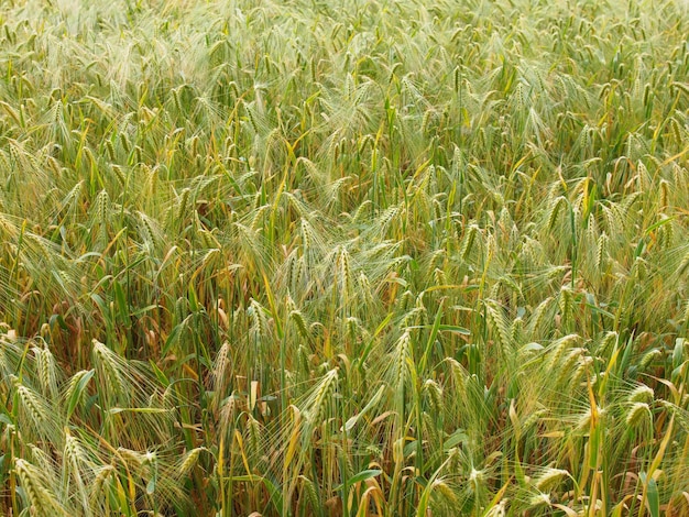 Sfondo del campo di grano d'orzo