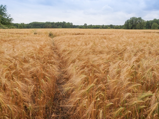 Barleycorn field background