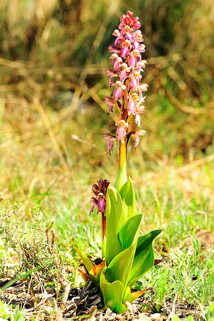 Barlia robertiana or himantoglossum robertianum giant orchid