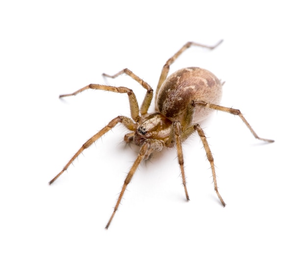 Barn funnel weaver spider- Tegenaria agrestis on a white isolated