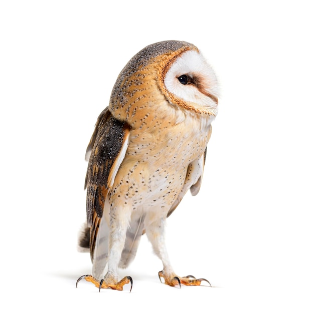 Barn Owl looking away Tyto alba standing isolated on white