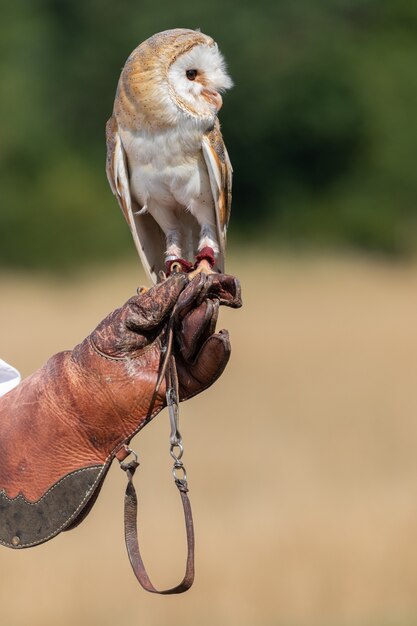 Barn Owl during a show in the wild