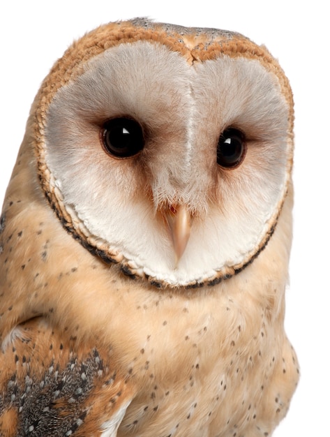 Barn Owl, Tyto alba, 4 months old, portrait and close up against white surface