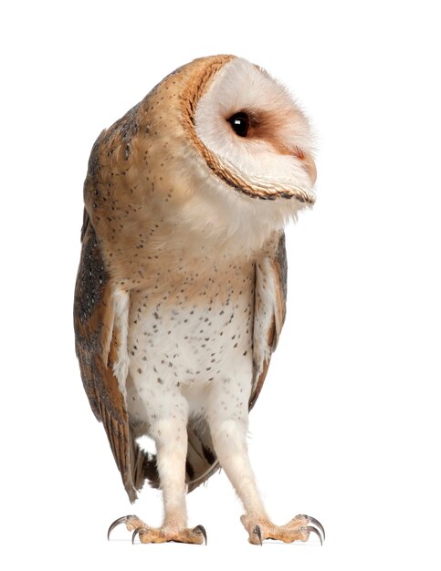 Barn Owl, Tyto alba, 4개월, 흰색 배경에 서 있는