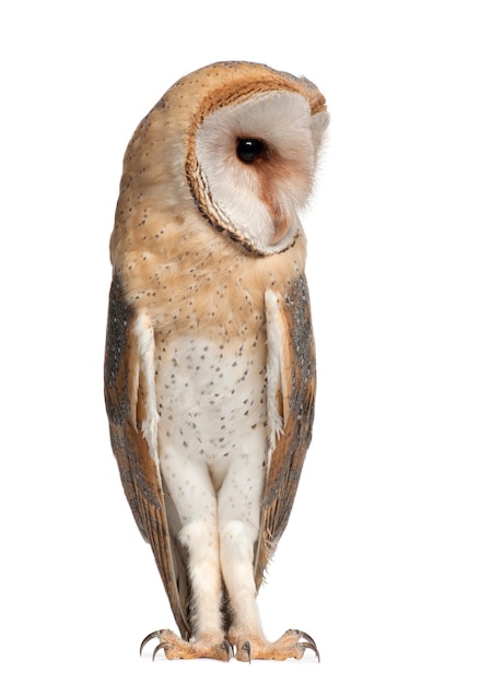 Barn Owl, Tyto alba, 4 months old, standing against white space