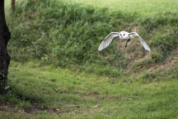 비행 중인 헛간 올빼미(Tyto alba)