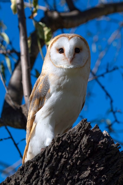 Barn owl Tyto alba Malaga Spain
