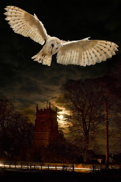 Barn Owl Tyto alba United Kingdom