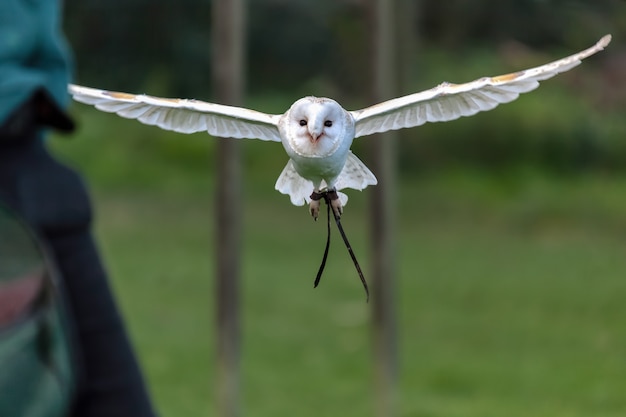 Barn Owl Tyto alba