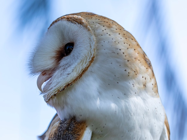 Barn owls are one of the two families of owls, the other being the true owls or typical owls