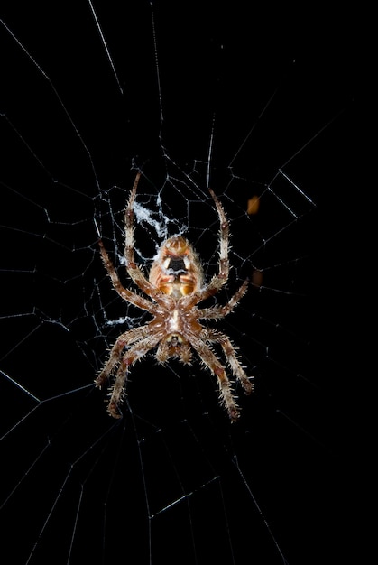 Barn spider in web at night.