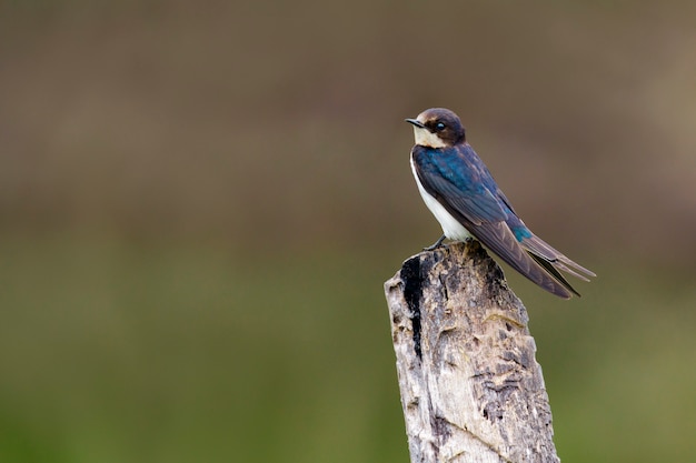 Uccello del sorso di granaio (hirundo rustica) sui ceppi. uccello. animale.