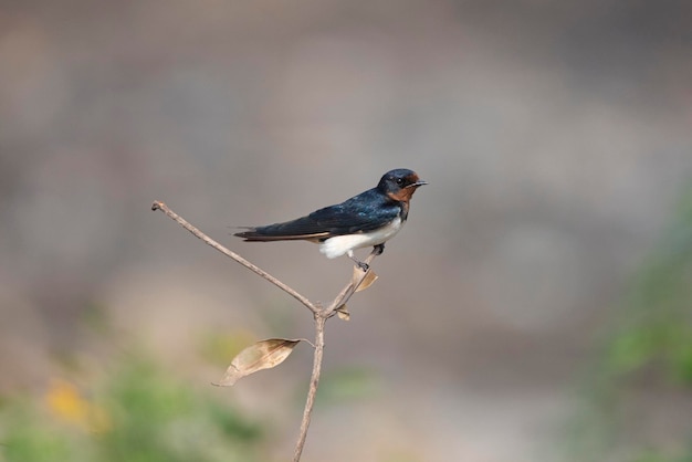 Barn swallow bird perched on a twig