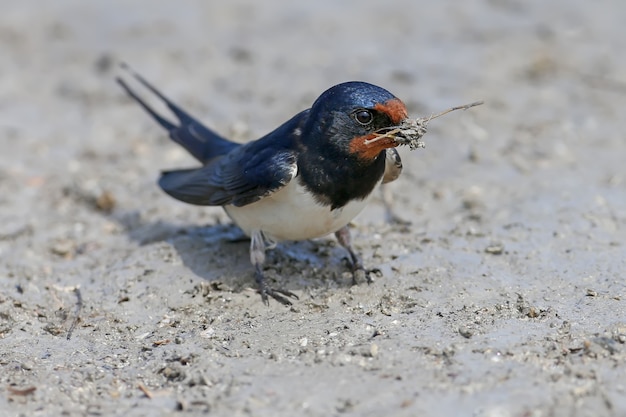 Barn Swallow collects on the river bank building material for a future nest.