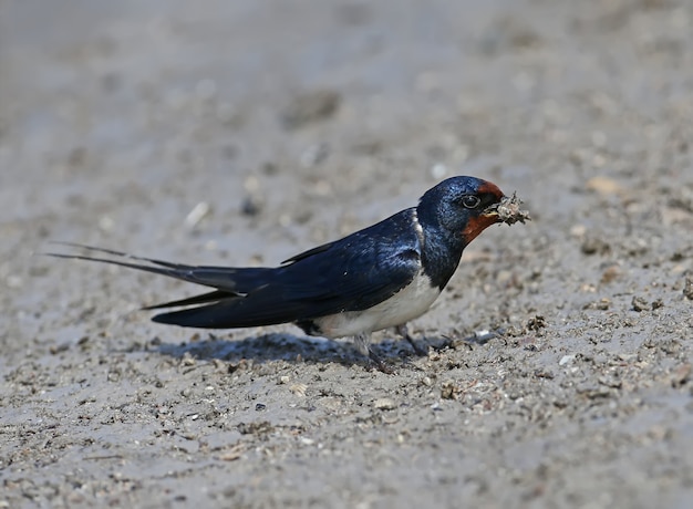 Barn swallow raccoglie materiale da costruzione sulla riva del fiume per un futuro nido.