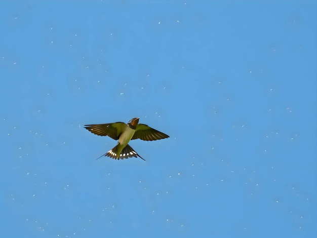 Barn swallow in flight against the sky