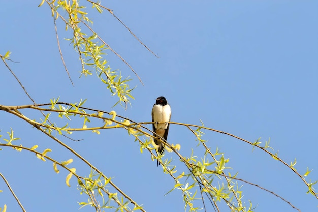 Photo barn swallow on a green branch against the sky