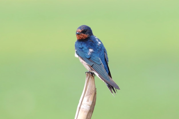 Барн Ласточка Hirundo rustica Красивые птицы Таиланда