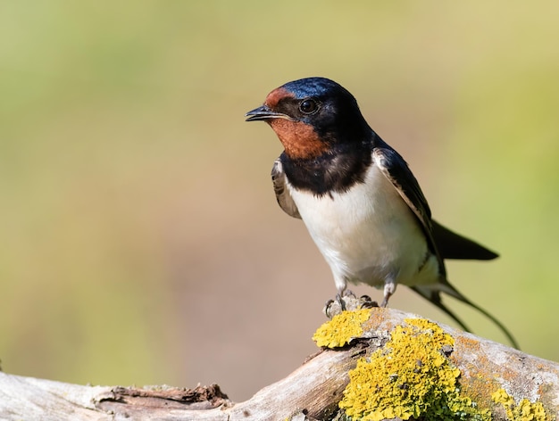 Barn swallow Hirundo rustica A bird sits on a beautiful branch