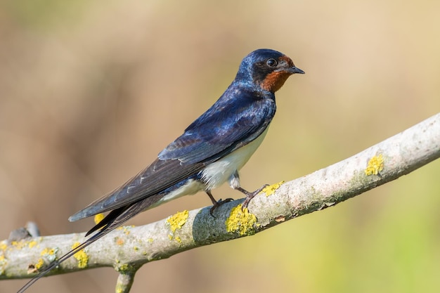 Foto barn swallow hirundo rustica un uccello seduto su un ramo