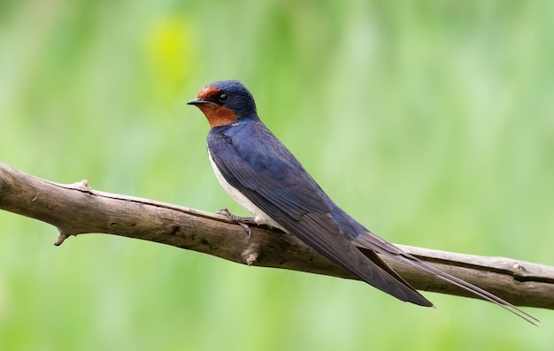 Barn swallow Hirundo rustica In the early morning a bird sits on a dry branch