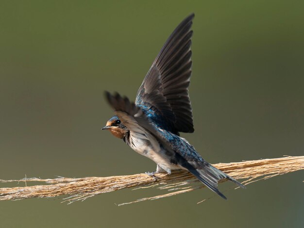 Деревенская ласточка Hirundo rustica Малага Испания