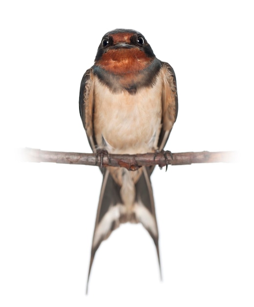 Barn Swallow Hirundo rustica perching against white background