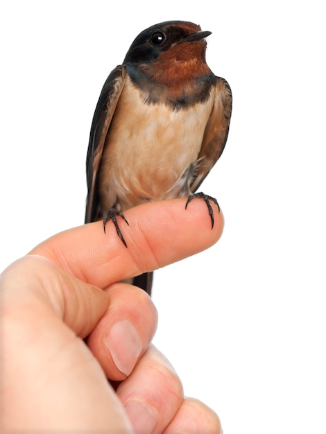 Barn Swallow, Hirundo rustica, perching against white space