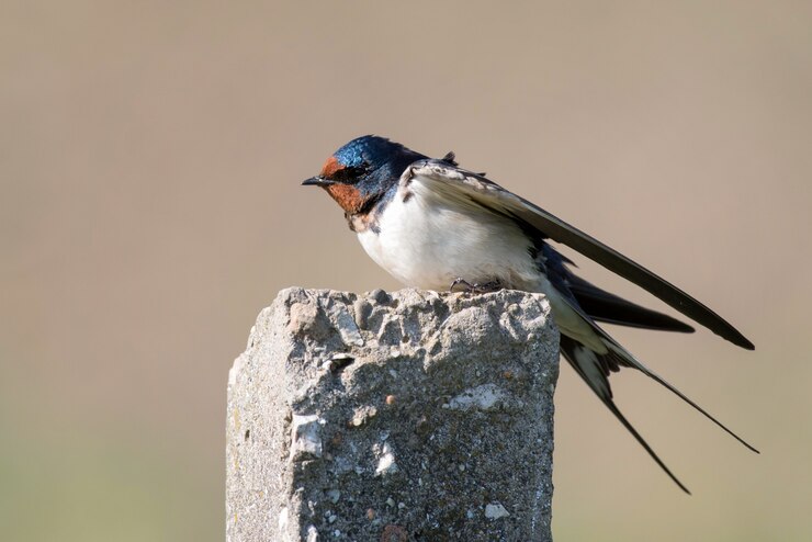 Ласточка сарай Hirundo rustica сидит на бетонном столбе