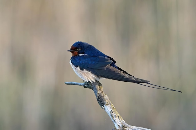 Деревенская ласточка Hirundo rustica