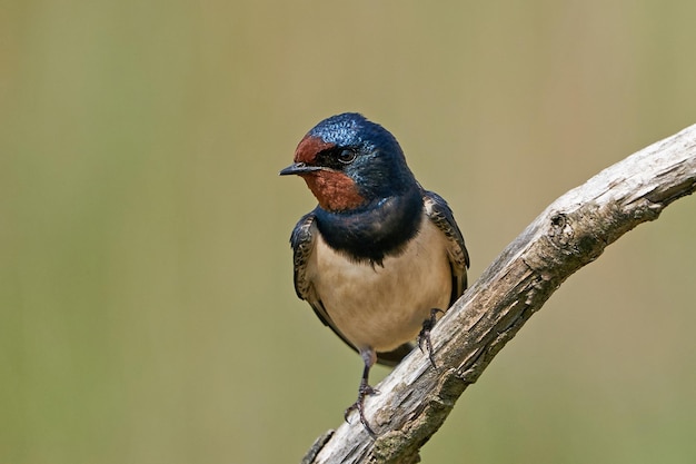 Photo barn swallow hirundo rustica