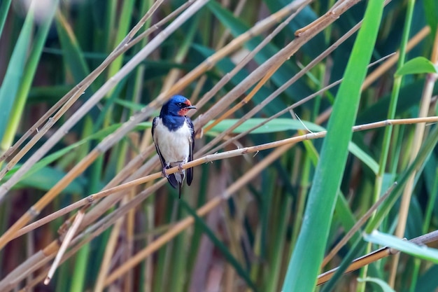 Barn Swallow on a Reed Hirundo rustica