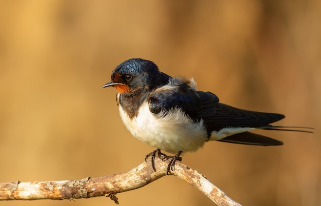 Barn swallow sitting on a thin beautiful branch