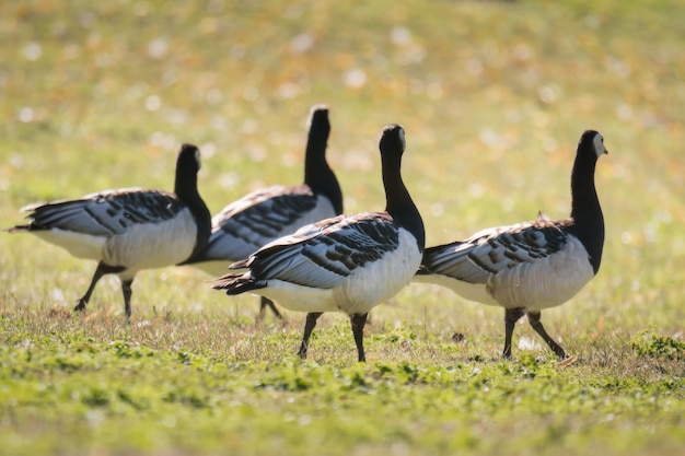 Foto barnacle ganzen op het grasveld